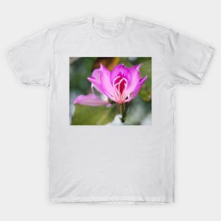 Bauhinia T-Shirt